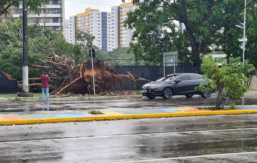 Vendaval provoca tombamento de árvores e danos à ornamentação na Ponta Negra