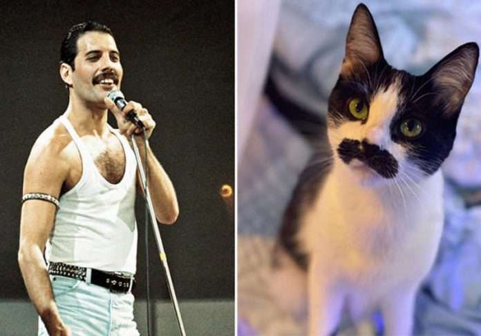 Gato adotivo com bigode de Freddie Mercury viraliza nas redes
