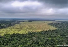 Desmatamento na Amazônia cai 11,08% em um ano