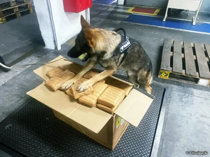 APREENSAO-CARGA-DROGAS-AEROPORTO-MANAUS