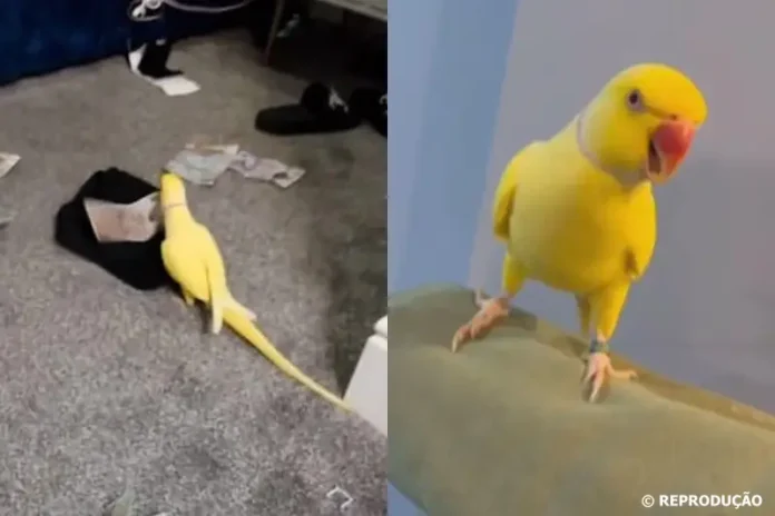 calopsita-ajuda-policia-inglesa-reproducao