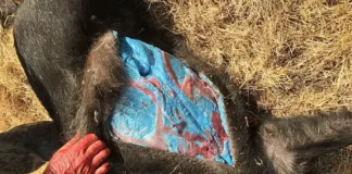 Javaporcos com carne azul expõem ameaça tóxica na Califórnia