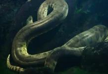 Sucuri verde: maior cobra do mundo na verdade são duas espécies