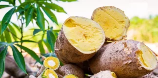 Nova mandioca BRS Jacundá pode triplicar produção no Amazonas