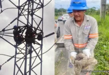 Preguiça causa falta de luz em bairros da Zona Norte de Manaus