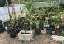 Rocam estoura laboratório de skunk e prende cinco no Tarumã