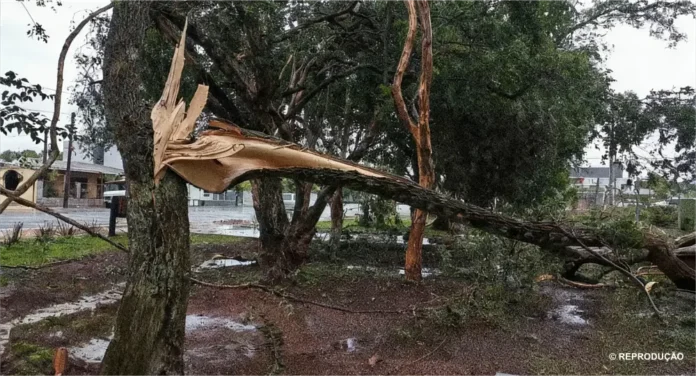 temporal-santa-catarina-reproducao