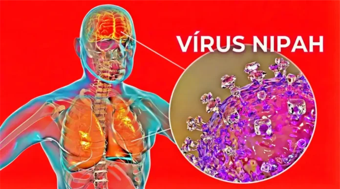 virus-nipah-reproducao