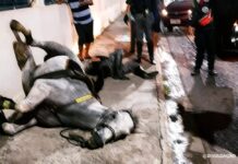 Policial fica ferida após carro atropelar cavalo da PM no Dom Pedro