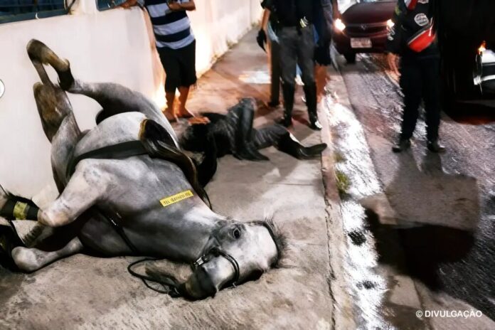 cavalo-e-policial-pm-atropelados-dom-pedro