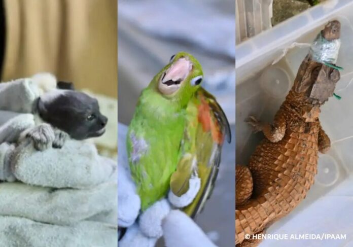 sauim-de-coleira-maracana-e-jacare-divulgacao-ipaam