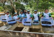 Mais de 25 mil quelônios são soltos em Unidade de Conservação de Apuí