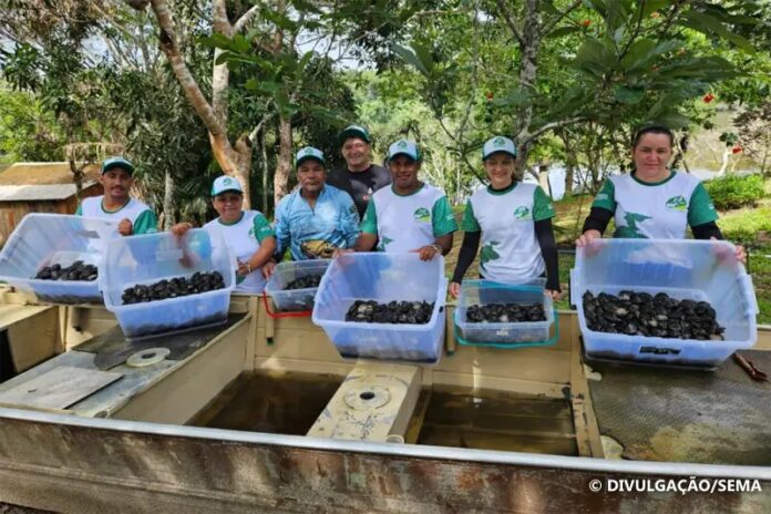 Soltura-de-Quelonios-UC-Apui