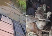 Carreta boiadeira tomba na BR-230