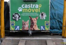 Castramóvel atende Manicoré com 300 vagas gratuitas