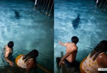 Banhistas escapam de crocodilo em resort de Belize