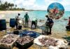 Peixe-leão venenoso invade litoral da Bahia e ameaça ecossistema local